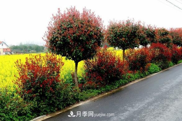 南陽紅葉石楠，多元造型與養(yǎng)護(hù)，低端苗木玩出高大上(圖3)