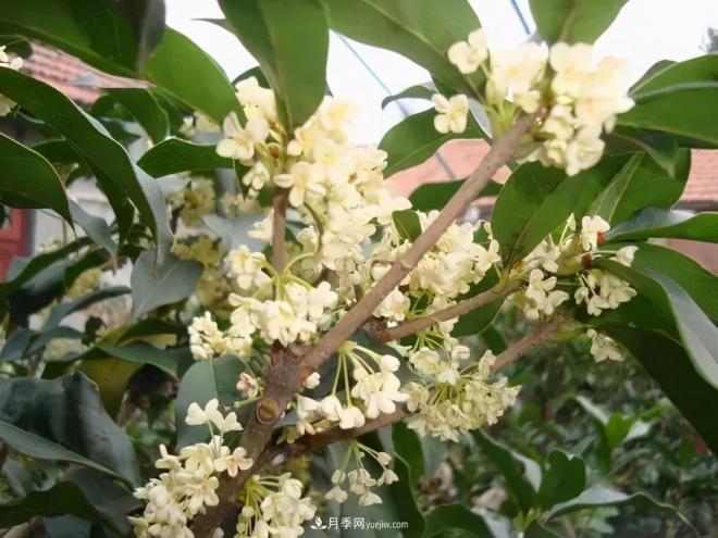 南陽桂花多達45個品種，漲知識了(圖1)