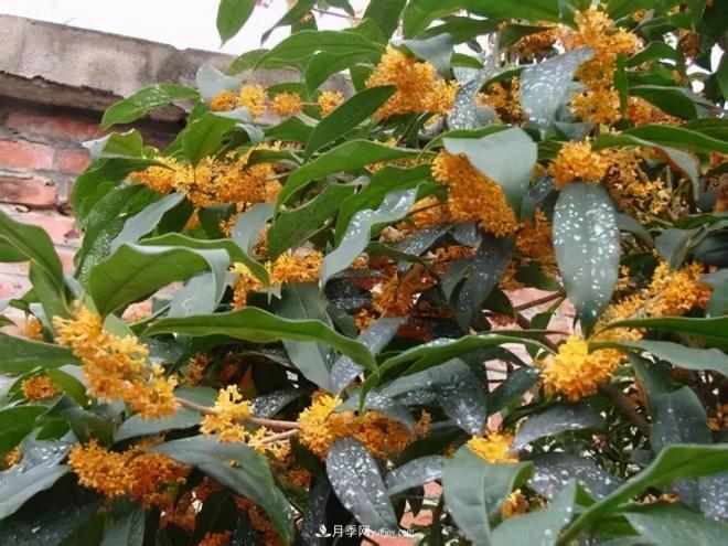 南陽桂花多達45個品種，漲知識了(圖2)