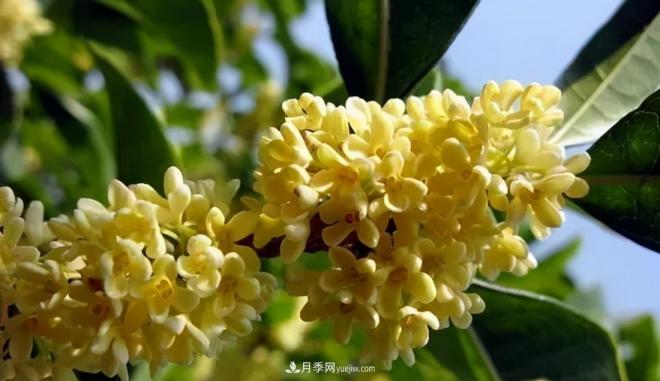 南陽桂花多達45個品種，漲知識了(圖3)