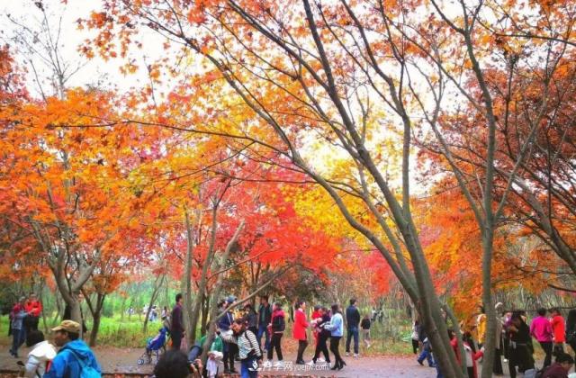 2020年火爆的叢生樹，2021年還會火下去嗎？(圖4)