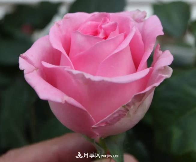 蘇醒月季，適合南方夏天的切花月季品種(圖2)