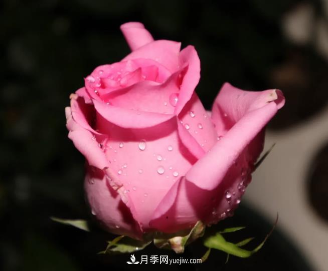 蘇醒月季，適合南方夏天的切花月季品種(圖3)