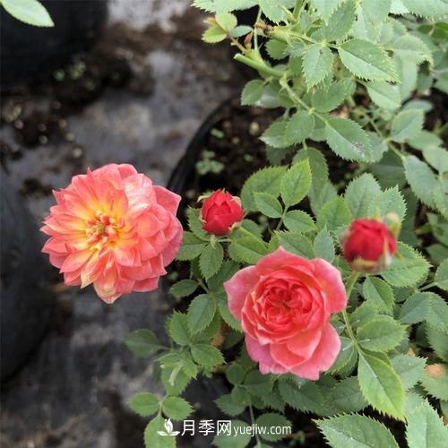 喜歡捉迷藏，但是容易暴露的“法國(guó)小姐月季”(圖1)