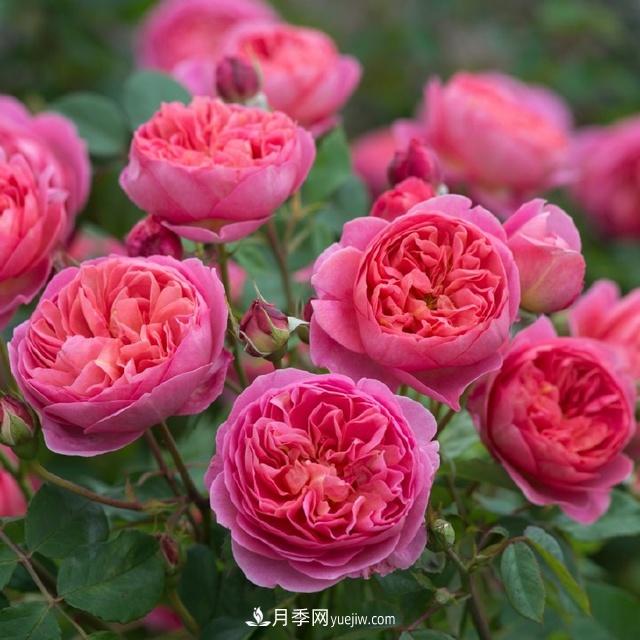 熱銷的8種灌木月季品種，沒養(yǎng)的都后悔了(圖1)