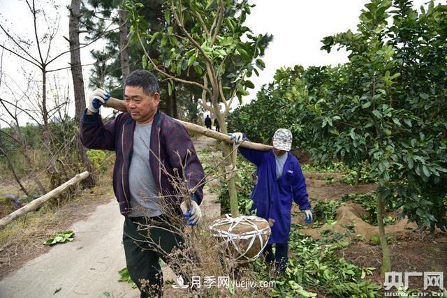 南昌東湖：菜農轉產種苗木 產業(yè)轉型助脫貧(圖1)