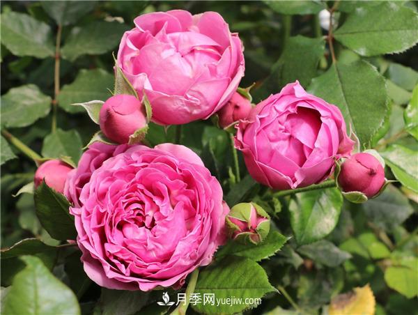 切花月季的栽培管理要點(diǎn)有哪些？(圖1)