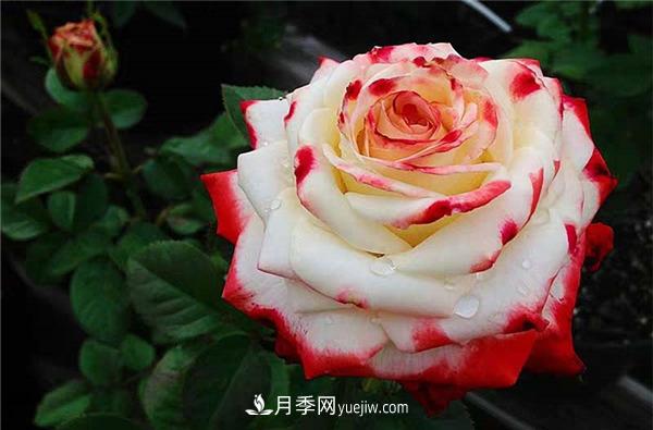 法拉皇后月季，一個優(yōu)秀的小眾月季(圖2)