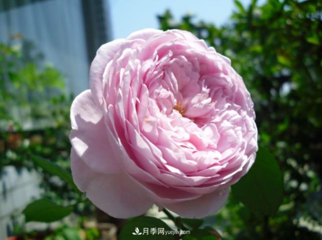歐月月季種一棵長一片，陽臺(tái)庭院都能養(yǎng)，見過的人都喜歡(圖1)