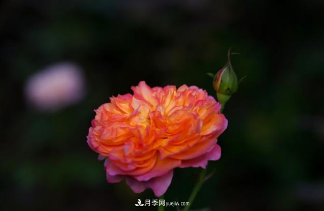 歐月月季種一棵長一片，陽臺(tái)庭院都能養(yǎng)，見過的人都喜歡(圖2)