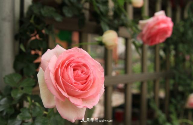 歐月月季種一棵長一片，陽臺(tái)庭院都能養(yǎng)，見過的人都喜歡(圖3)