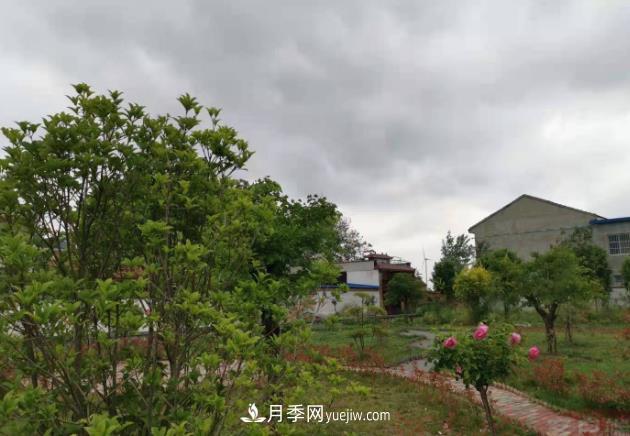 十三五以來，許昌市累計(jì)完成林業(yè)生態(tài)建設(shè)面積120余萬畝(圖1)