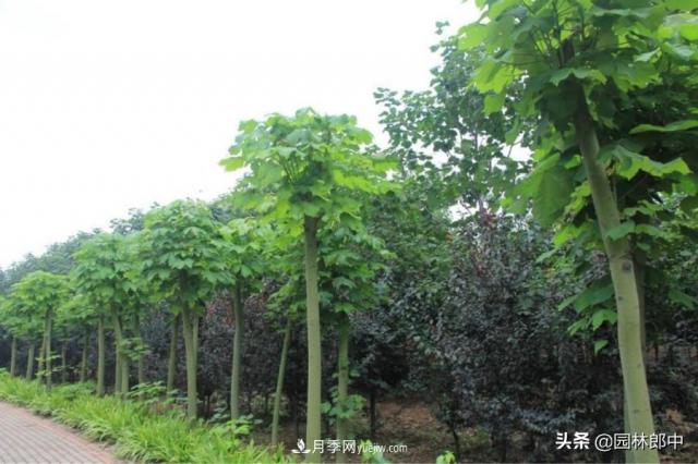 園林綠化中常用的法國(guó)梧桐，與古人詩(shī)詞中的梧桐是一種樹么？(圖2)