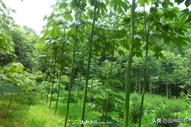 園林綠化中常用的法國(guó)梧桐，與古人詩(shī)詞中的梧桐是一種樹么？(圖5)