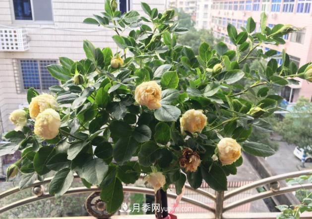 棒棒糖月季樹你見過沒，“口味”眾多，顏值高得過分(圖2)