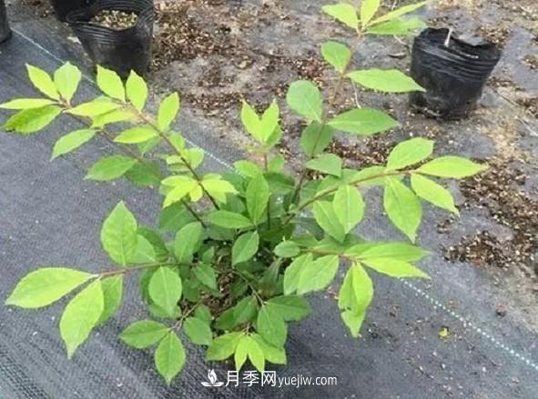 火焰衛(wèi)矛盆栽修剪遇到難題，掌握這五個(gè)技巧什么問題都解決(圖2)