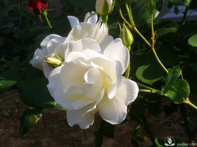 管理月季花的計劃表，二月份月季養(yǎng)護要怎么做？(圖1)