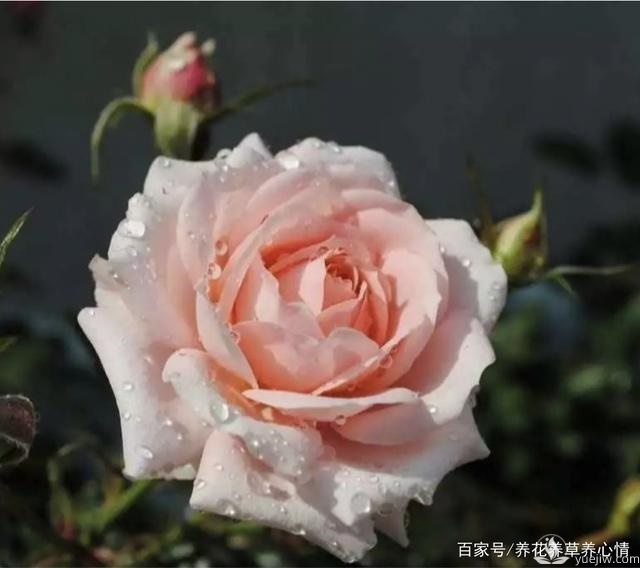早春養(yǎng)殖月季要避開5個坑，月季開花多又大(圖1)
