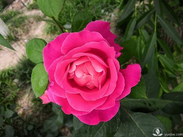 春天養(yǎng)月季，杜絕病蟲害！注意這幾點等著花爆開(圖1)