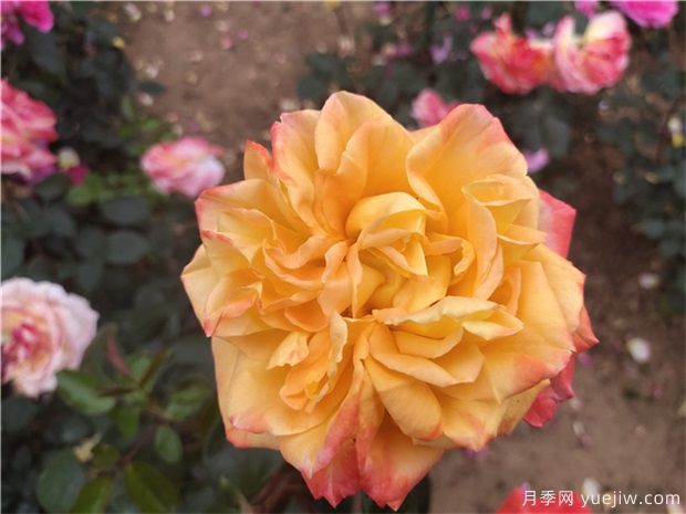 樹(shù)狀月季為什么會(huì)變形？應(yīng)該如何避免？(圖1)