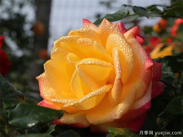 月季出現(xiàn)黑桿，如何消滅你們知道嗎？(圖2)