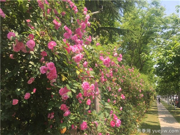 可以在冬季觀賞的樹種推薦，彩色苗木受歡迎(圖1)
