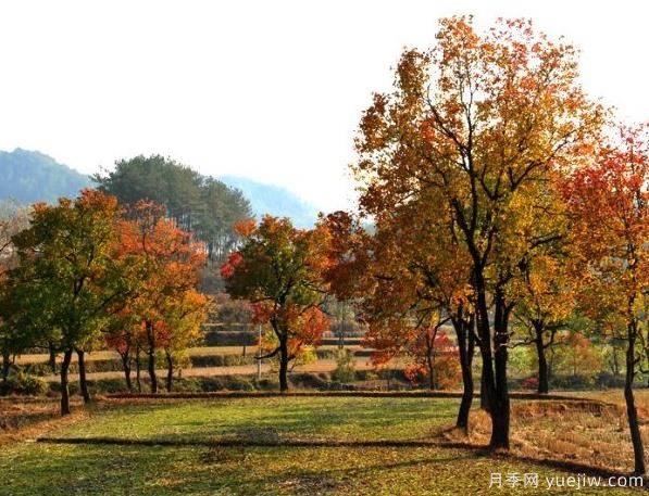 烏桕的園林應(yīng)用、分布范圍、價(jià)格和前景(圖1)