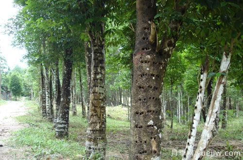 中國(guó)十大珍貴樹種，名貴樹木(圖1)