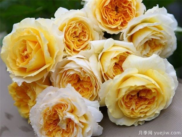 夏天半個月的雨對樹狀月季有何影響？(圖1)