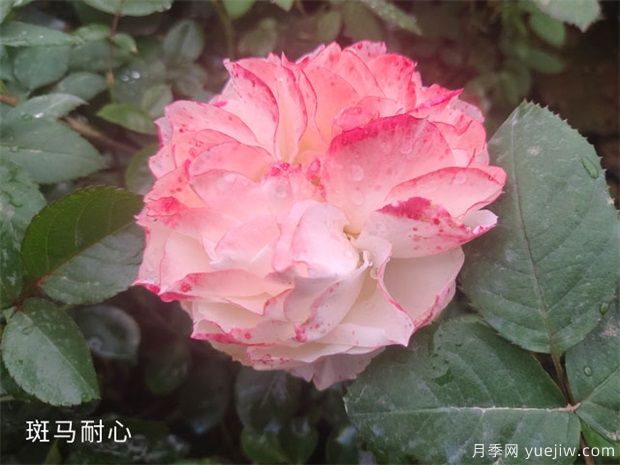 種植樹狀月季苗用什么土比較合適呢？(圖1)