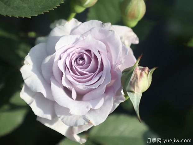 霽色月季的優(yōu)缺點(diǎn)是什么？(圖1)