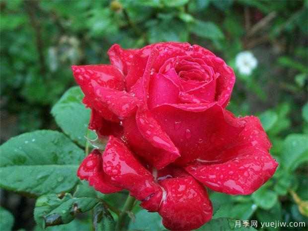 紅玫瑰的介紹，花語(yǔ)和栽培養(yǎng)護(hù)(圖1)