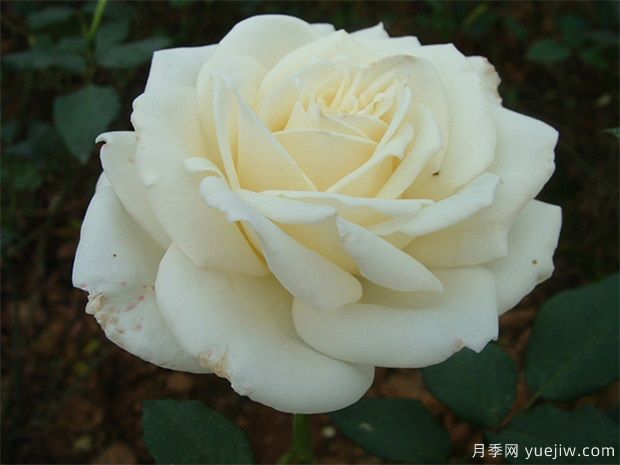 白玫瑰的介紹，花語(yǔ)和栽培養(yǎng)護(hù)(圖1)
