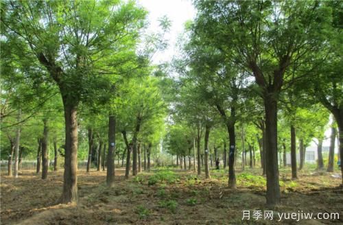 國槐小苗生長快又粗有何技巧(圖1)