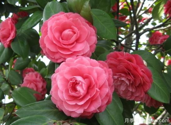 山茶花的特性，制作盆景茶花的技巧(圖1)
