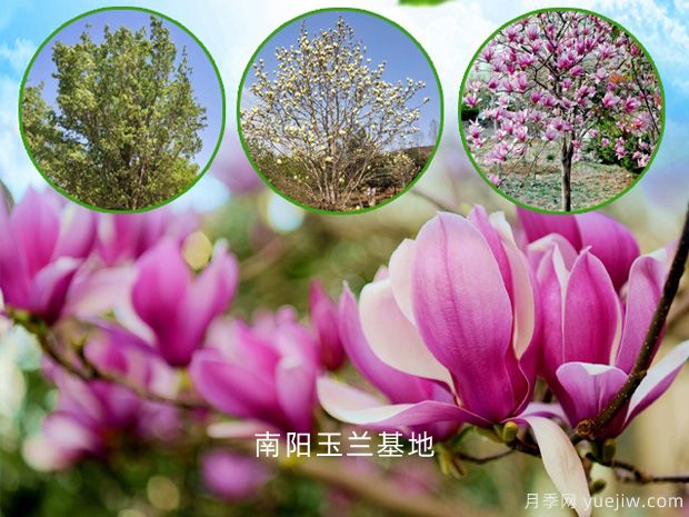南陽玉蘭的文化花語，玉蘭哪個(gè)品種好看(圖1)