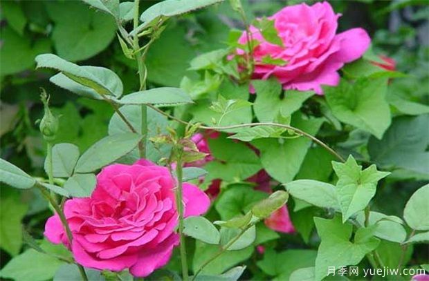 藤本月季和藤本薔薇哪個比較好養(yǎng)？薔薇養(yǎng)殖與注意事項(圖1)