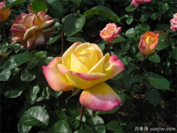 大花美人月季的特點(diǎn)？大花月季怎么修剪？(圖1)