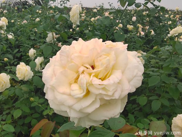 芽變金獎?wù)略录?圖2)