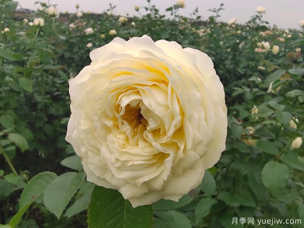 芽變金獎(jiǎng)?wù)略录緝?yōu)缺點(diǎn)是什么？(圖1)