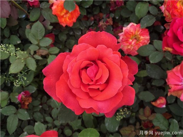 如何讓月季花月月開(kāi)花？(圖1)