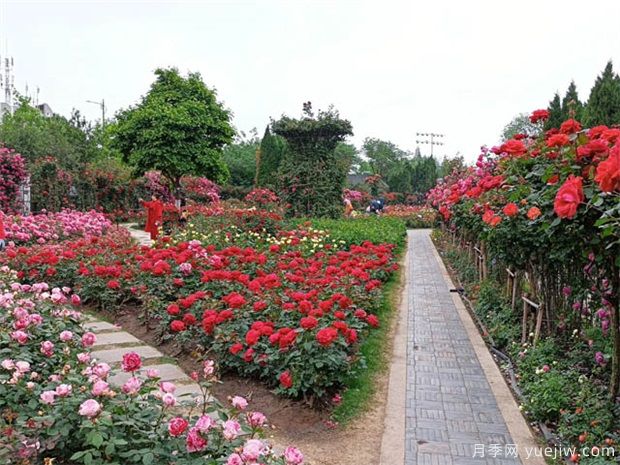 國家公園建設(shè)，將帶動這些苗木的需求市場(圖1)