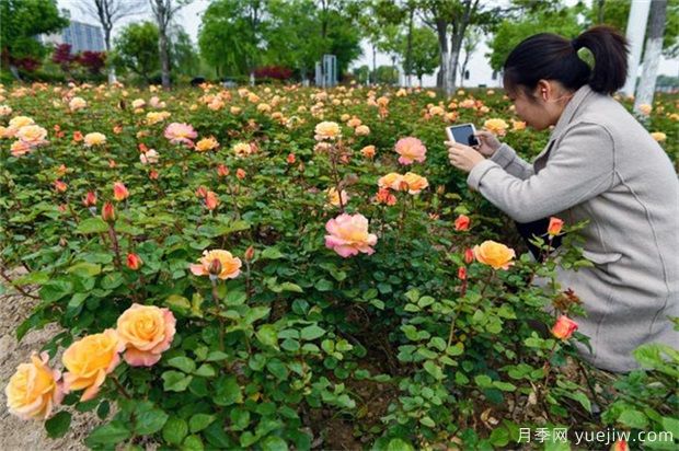 室內(nèi)養(yǎng)花，有5個(gè)技巧要掌握才能養(yǎng)的好(圖1)