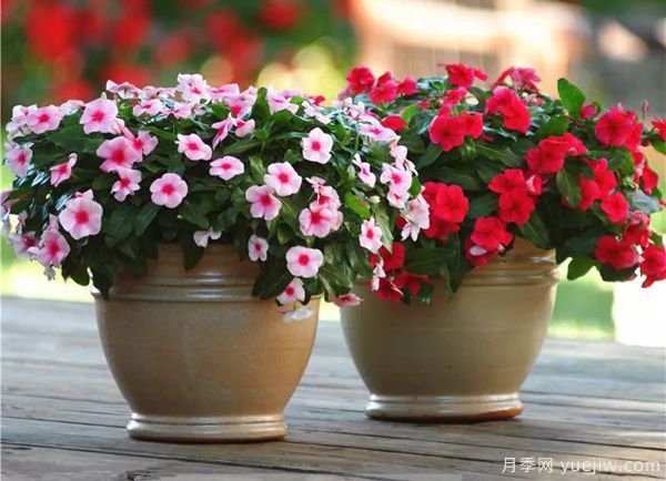 幾種讓花園充滿浪漫色彩的粉色花卉，滿足少女心(圖6)