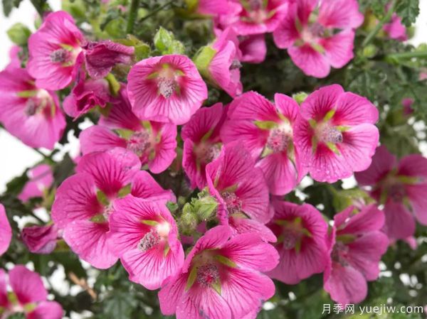 幾種讓花園充滿浪漫色彩的粉色花卉，滿足少女心(圖7)