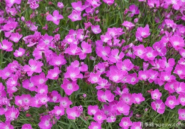幾種讓花園充滿浪漫色彩的粉色花卉，滿足少女心(圖10)