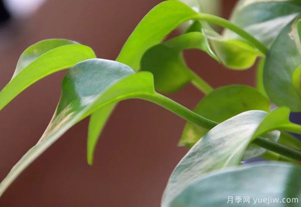 家中常見的這6種花草都有毒，平時養(yǎng)護(hù)要小心(圖1)