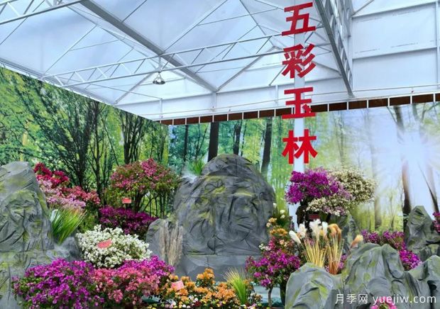 花開八桂壯美廣西，第二屆廣西花卉苗木交易會開幕(圖2)