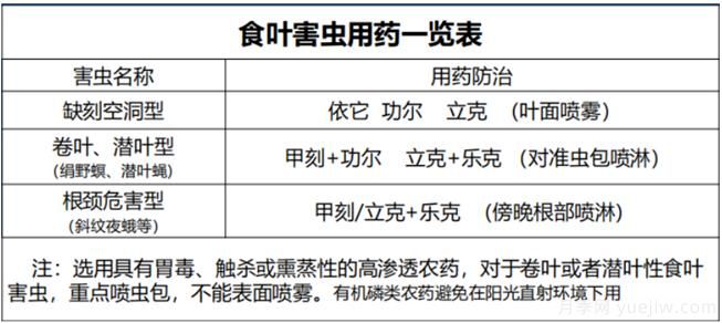 如何提高景觀花卉高發(fā)蟲害的防治效果？(圖2)
