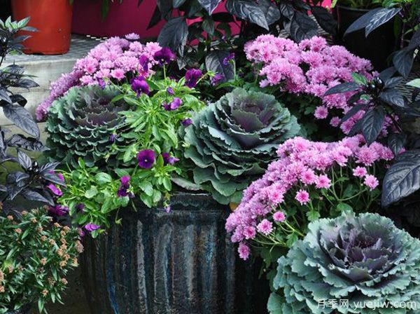 庭院適合種哪些花卉植物？冬天來了更漂亮(圖2)